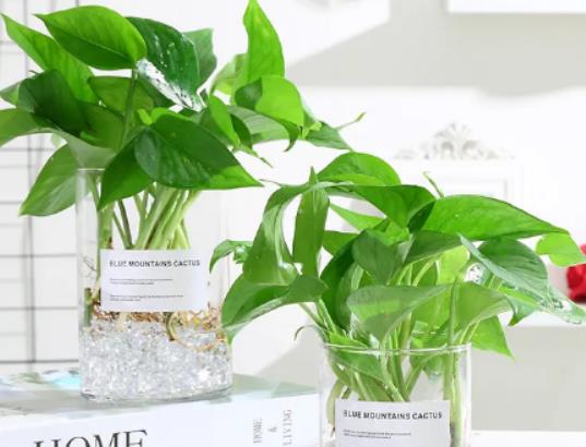 綠蘿可以放魚缸里和魚一起養(yǎng)嗎?綠蘿盆里有小飛蟲怎么辦 綠蘿可以放魚缸里和魚一起養(yǎng)嗎?綠蘿盆里有小飛蟲怎么辦