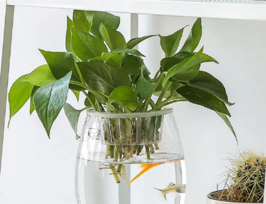 綠蘿葉子發(fā)黃是缺水還是水澆多了?綠蘿的養(yǎng)殖環(huán)境 綠蘿葉子發(fā)黃是缺水還是水澆多了?綠蘿的養(yǎng)殖環(huán)境