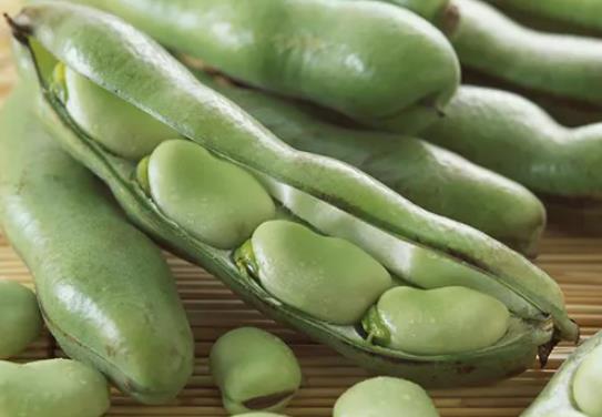 五月份能種植蠶豆嗎?蠶豆為什么養(yǎng)著養(yǎng)著葉子就變黃了