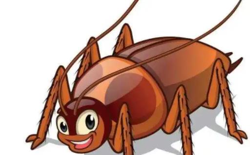 蟑螂會爬到耳朵里嗎 蟑螂爬到身上會怎么樣